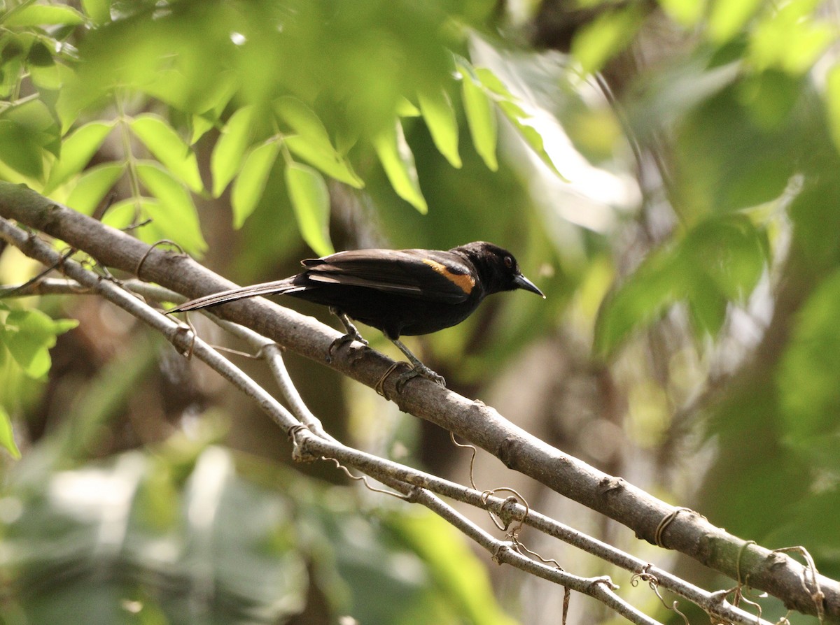 Variable Oriole - ML643370628