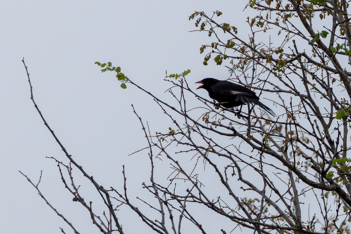Red-billed Buffalo-Weaver - ML643370643