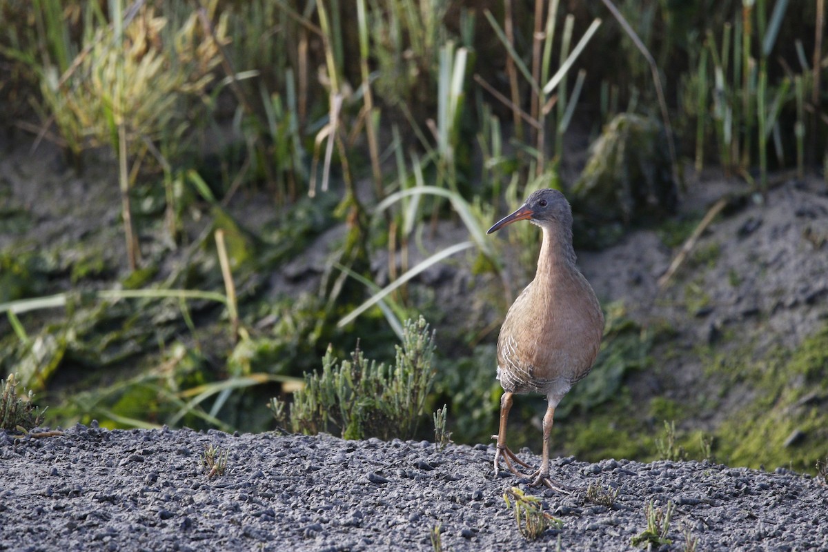 Ridgway's Rail - ML643370645