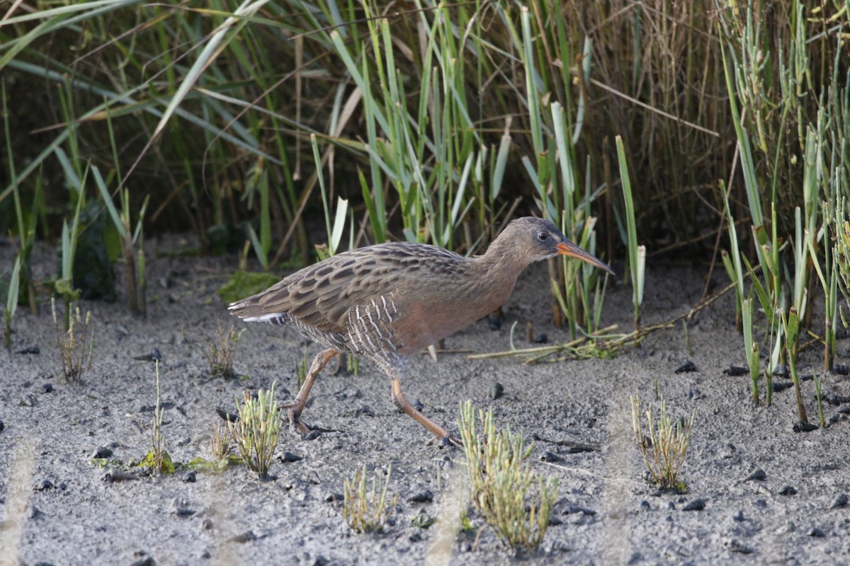 Ridgway's Rail - ML643370646
