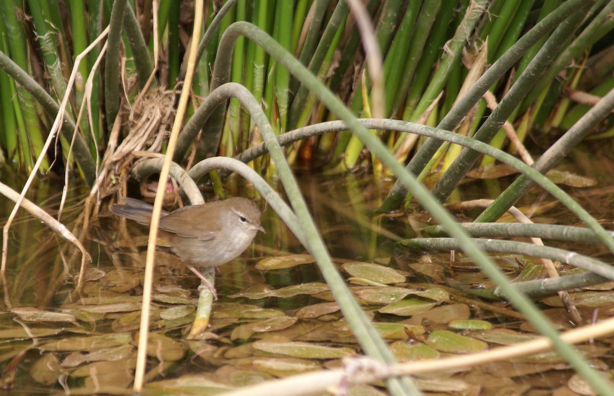 Cetti's Warbler - ML643370647