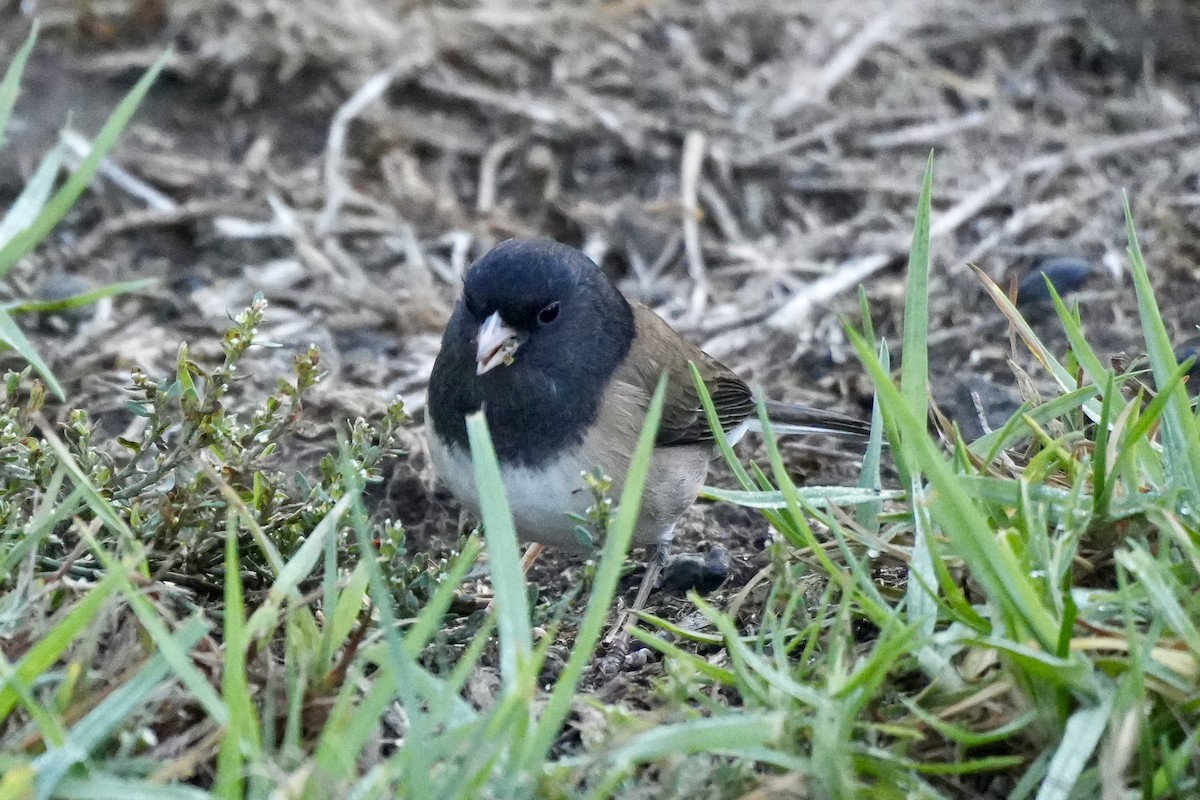 Dark-eyed Junco - ML643370648