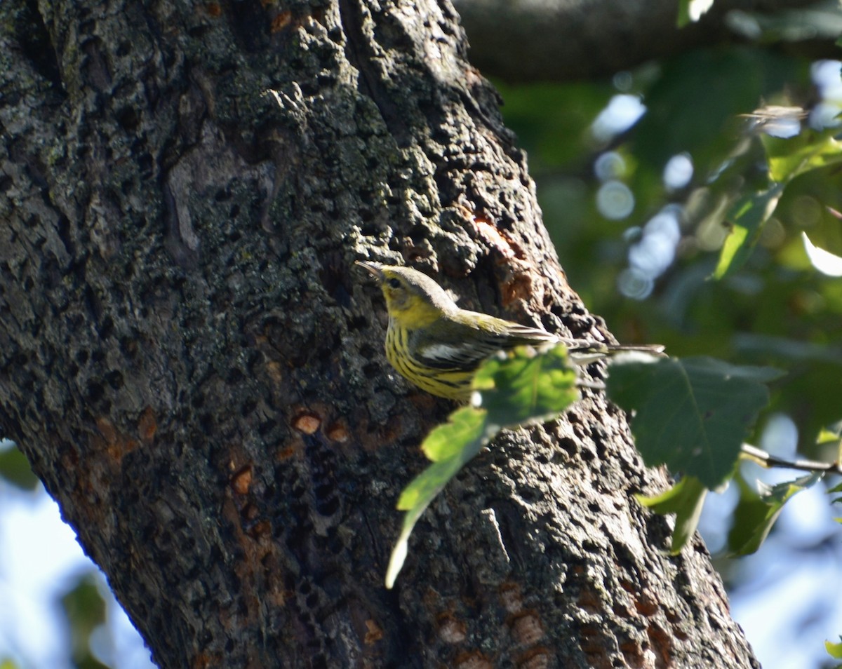 Cape May Warbler - ML643370650