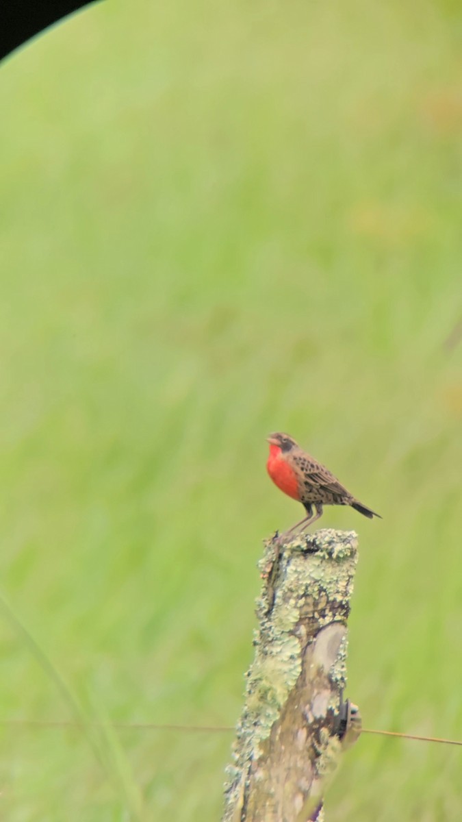 Red-breasted Meadowlark - ML643370659