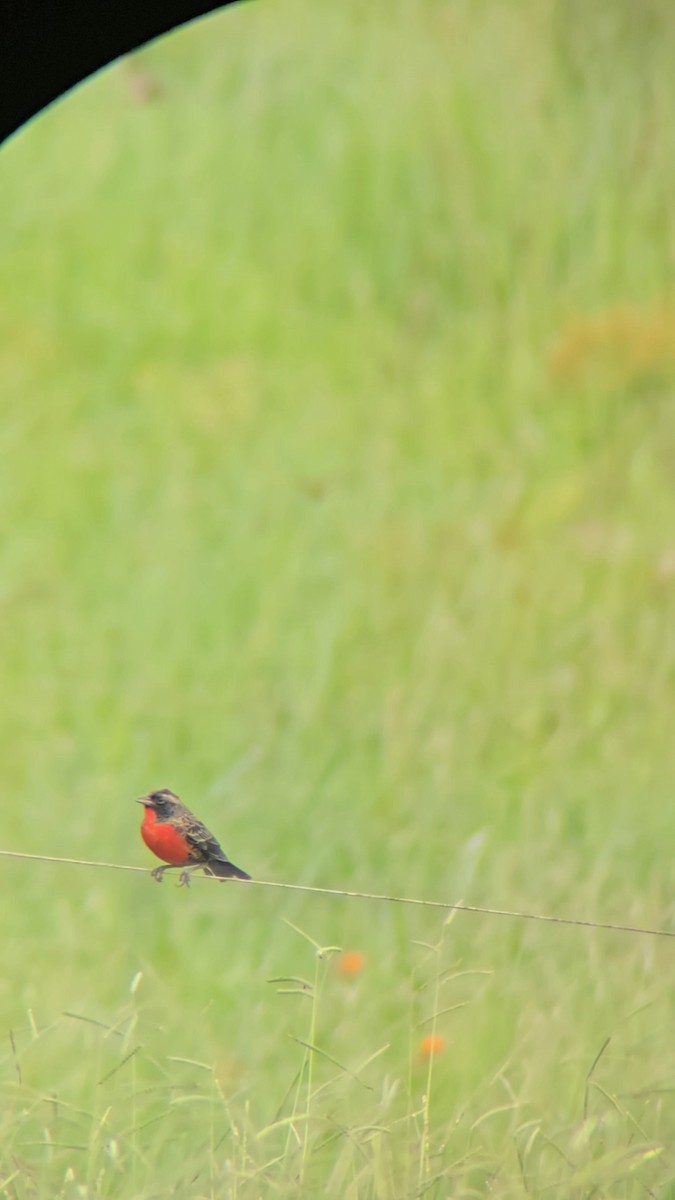 Red-breasted Meadowlark - ML643370660