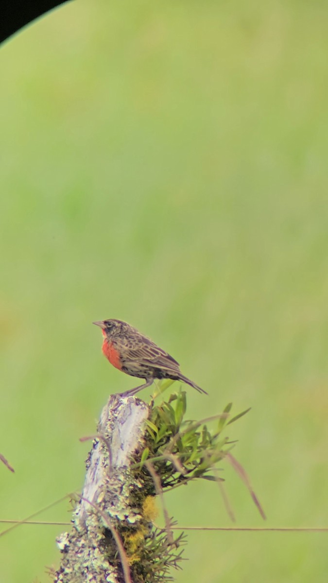 Red-breasted Meadowlark - ML643370661