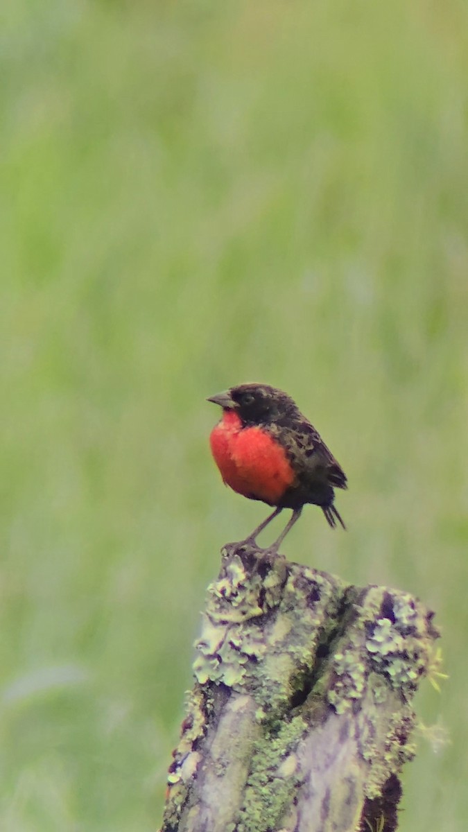 Red-breasted Meadowlark - ML643370662