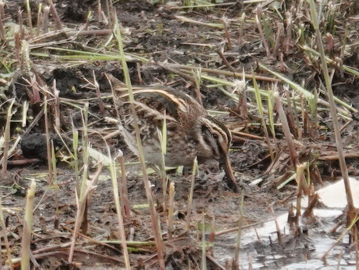 Jack Snipe - ML643370665