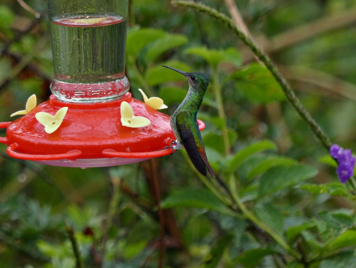 Golden-tailed Sapphire - ML643370674