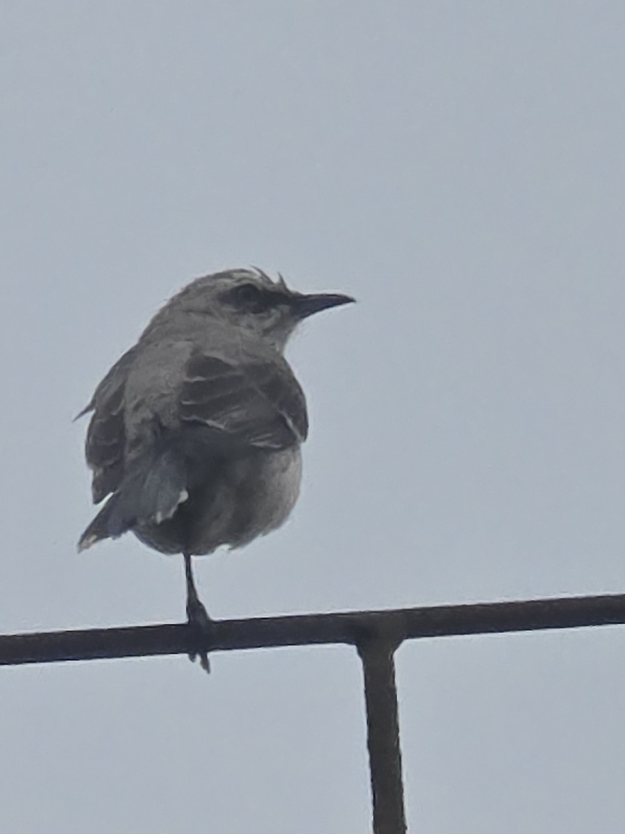 Tropical Mockingbird - ML643370678