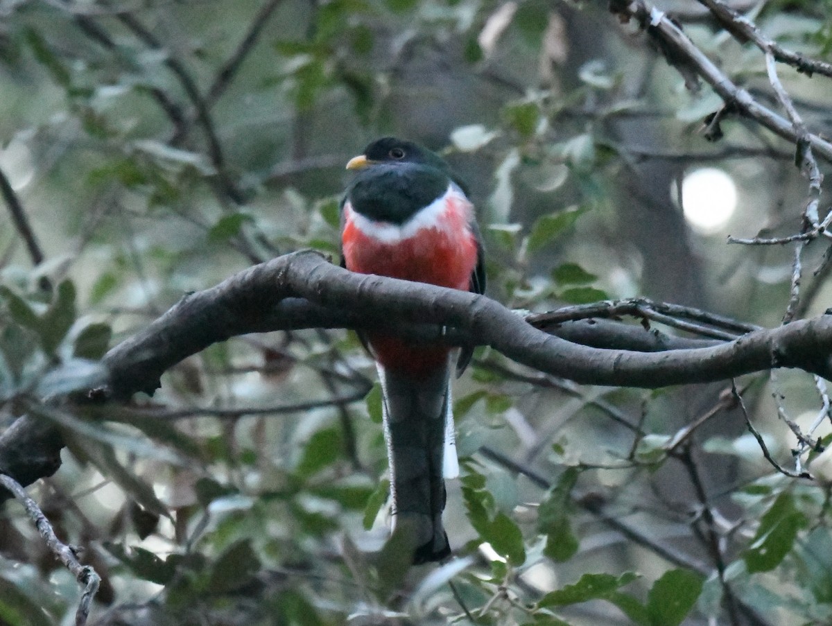 Trogon élégant - ML643370679