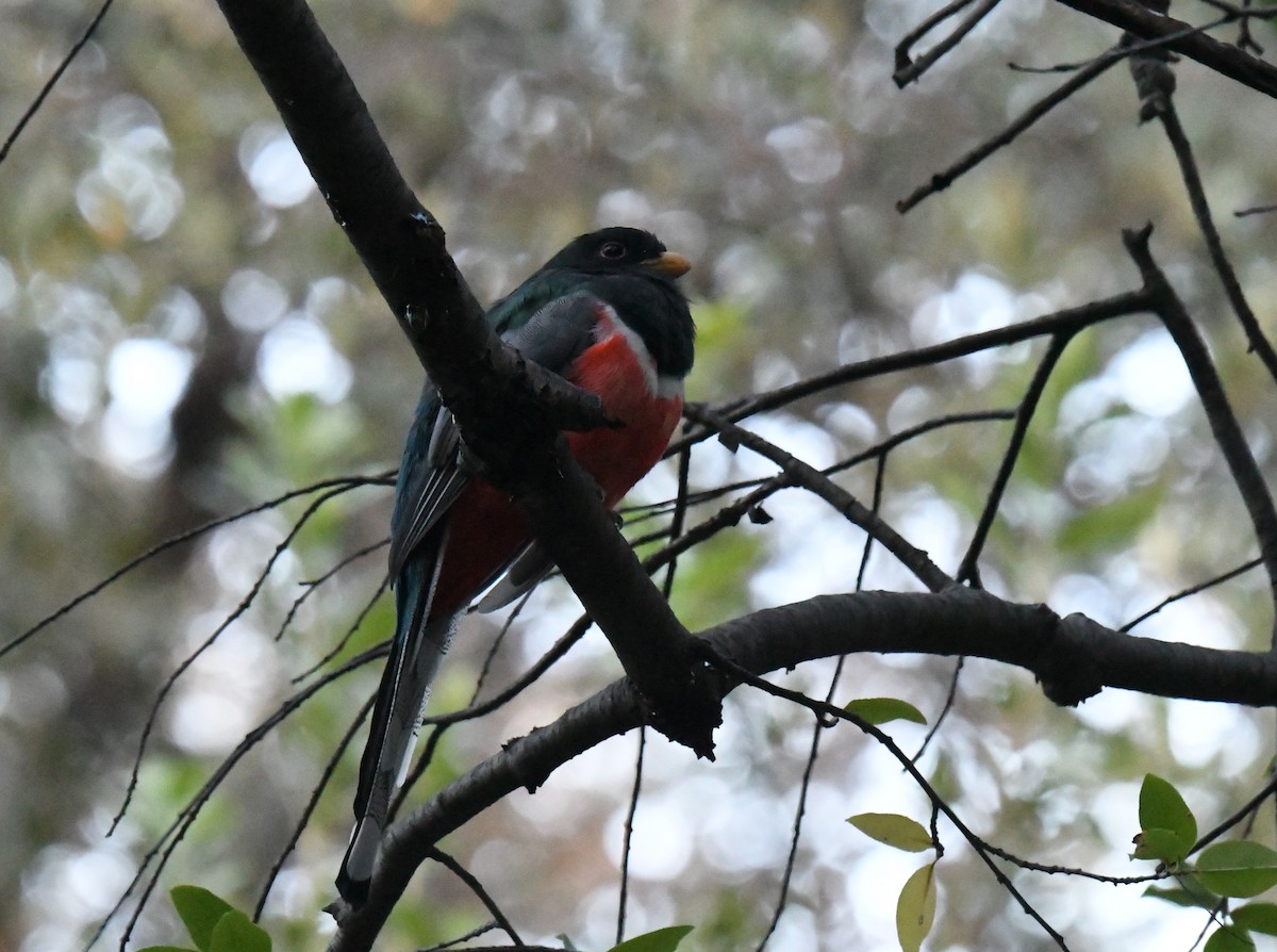 Trogon élégant - ML643370680