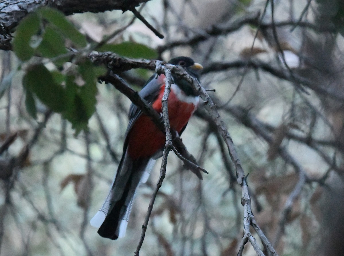Trogon élégant - ML643370681