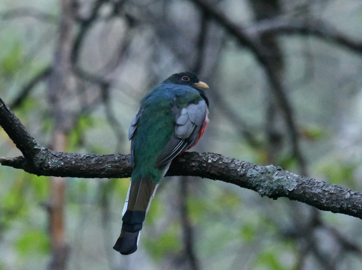 Trogon élégant - ML643370682