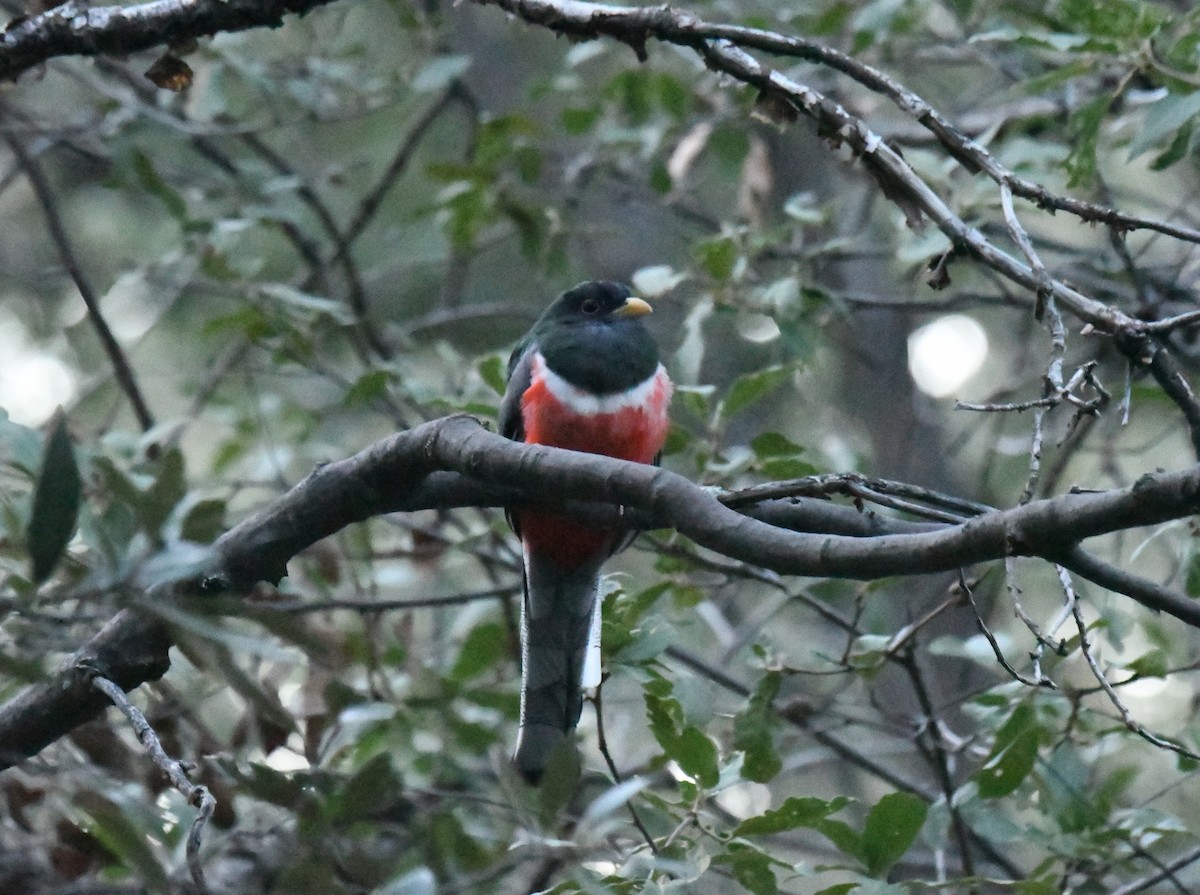 Trogon élégant - ML643370683