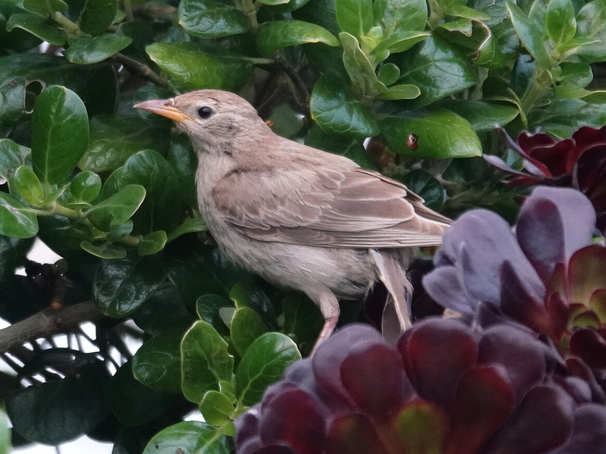 Rosy Starling - ML643370684
