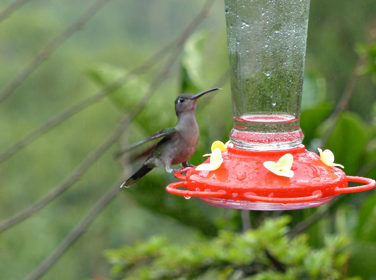 Gray-breasted Sabrewing - ML643370738