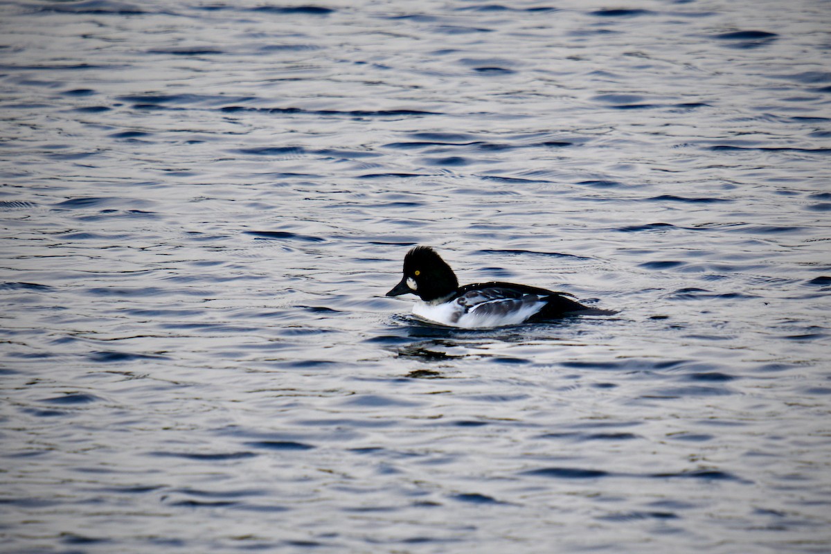 Common Goldeneye - ML643370745