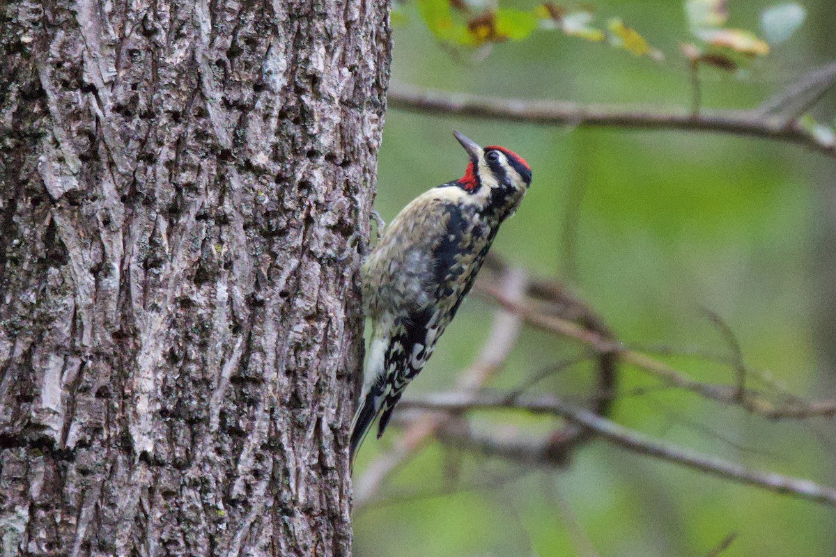 Yellow-bellied Sapsucker - ML643370757