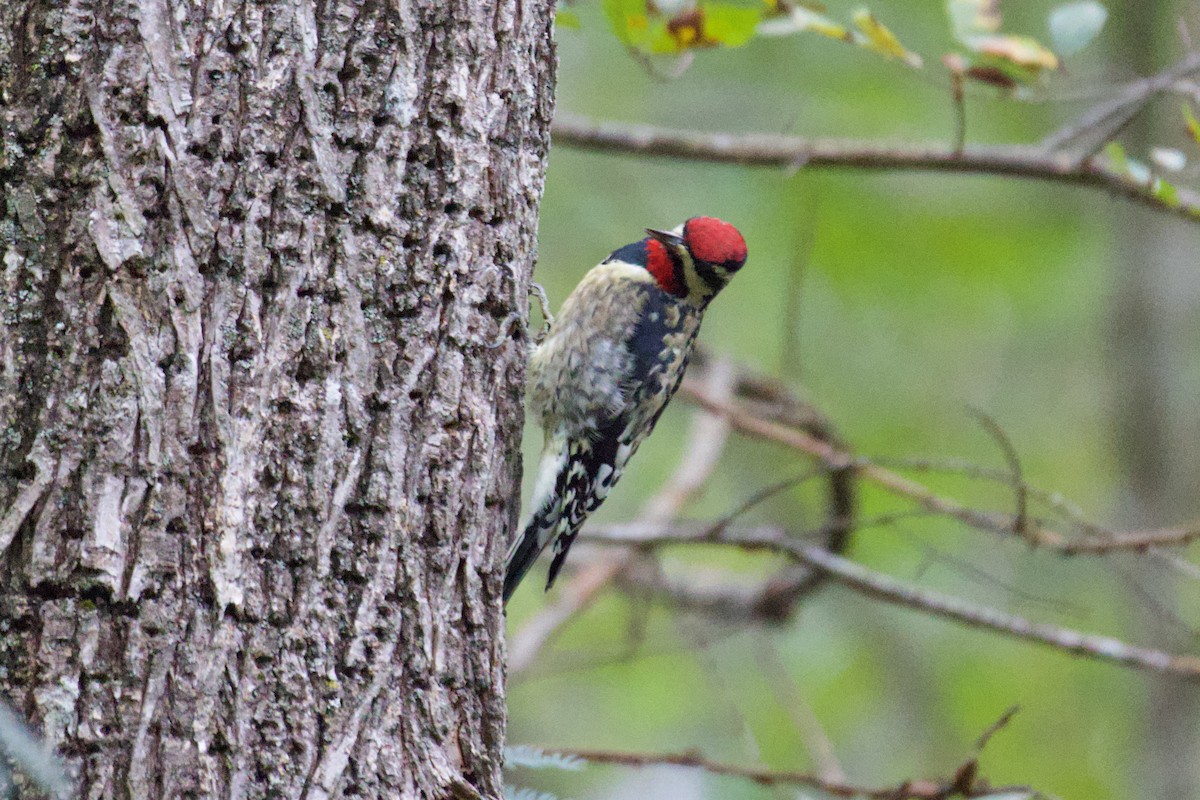 Yellow-bellied Sapsucker - ML643370758