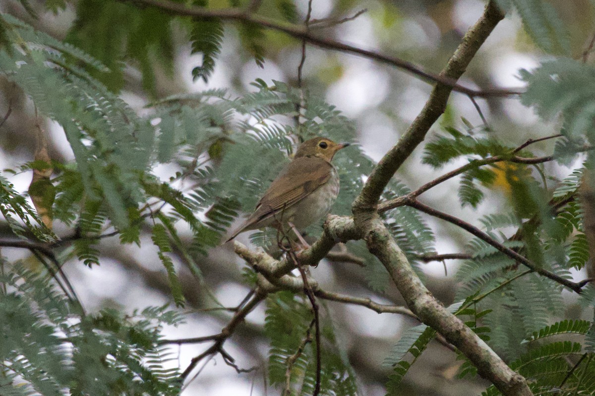 Swainson's Thrush - ML643370773