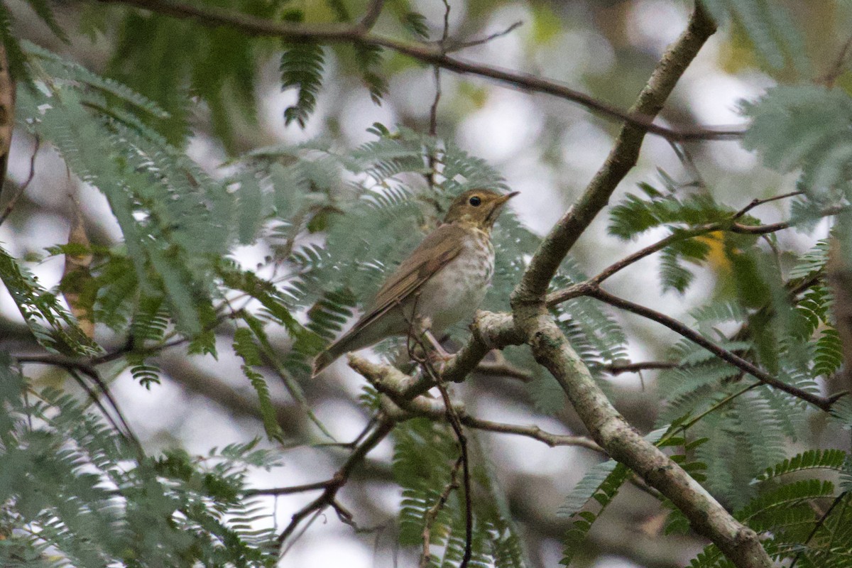 Swainson's Thrush - ML643370774