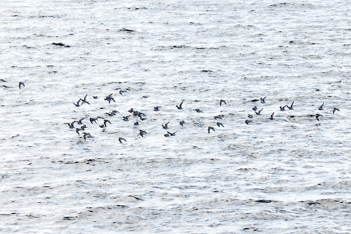 Black Turnstone - ML643370781