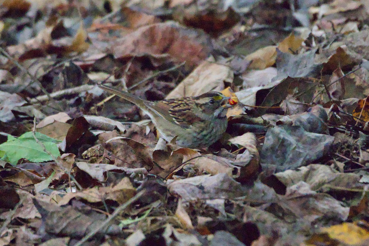 White-throated Sparrow - ML643370784