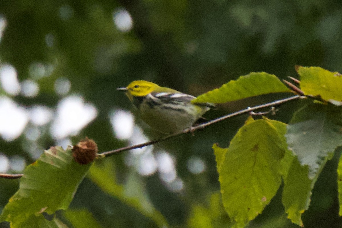 Black-throated Green Warbler - ML643370798