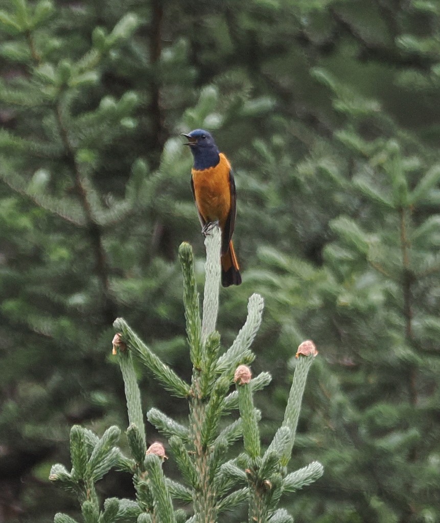 Blaustirn-Rotschwanz - ML643370802