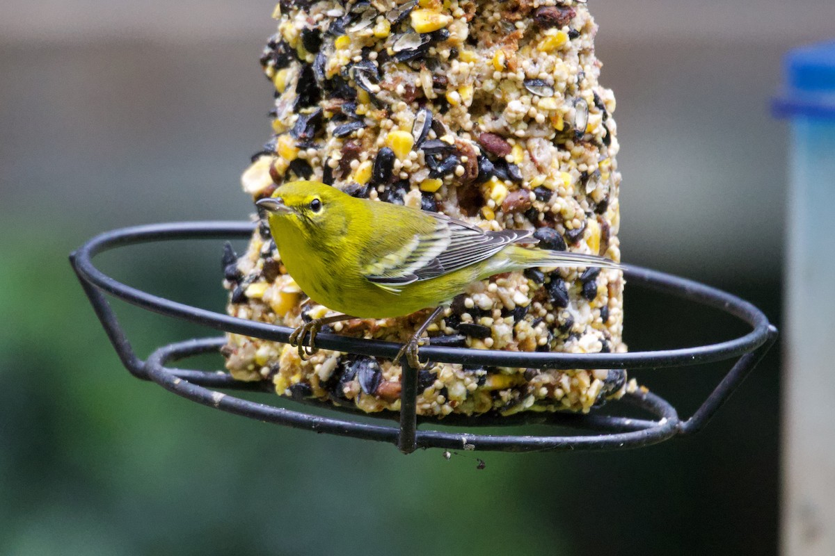 Pine Warbler - ML643370803