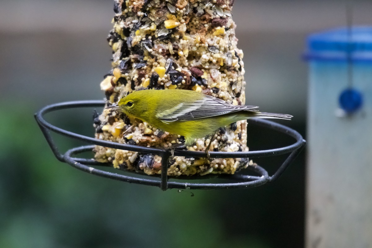 Pine Warbler - ML643370804