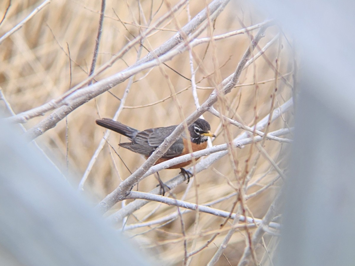 American Robin - ML643370805