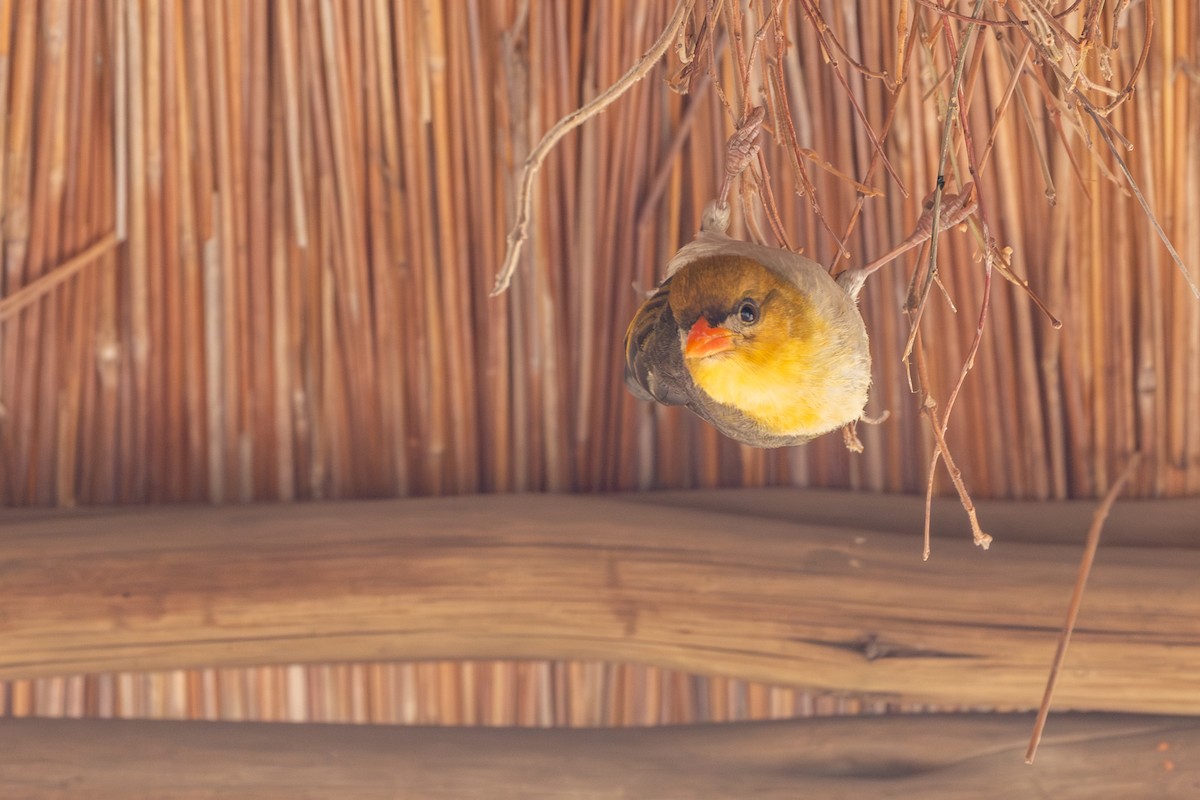 Red-headed Weaver - ML643370810