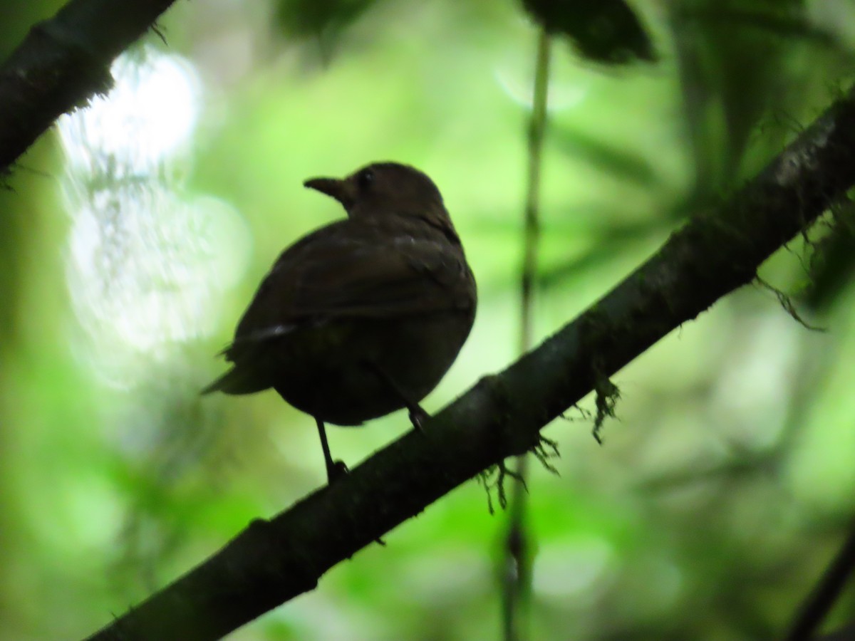 Mountain Thrush - ML643370821