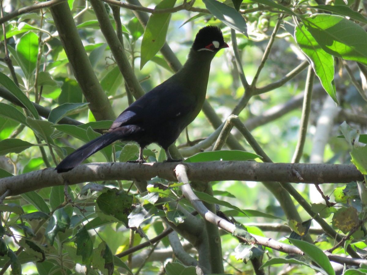 Hartlaub's Turaco - ML643370827