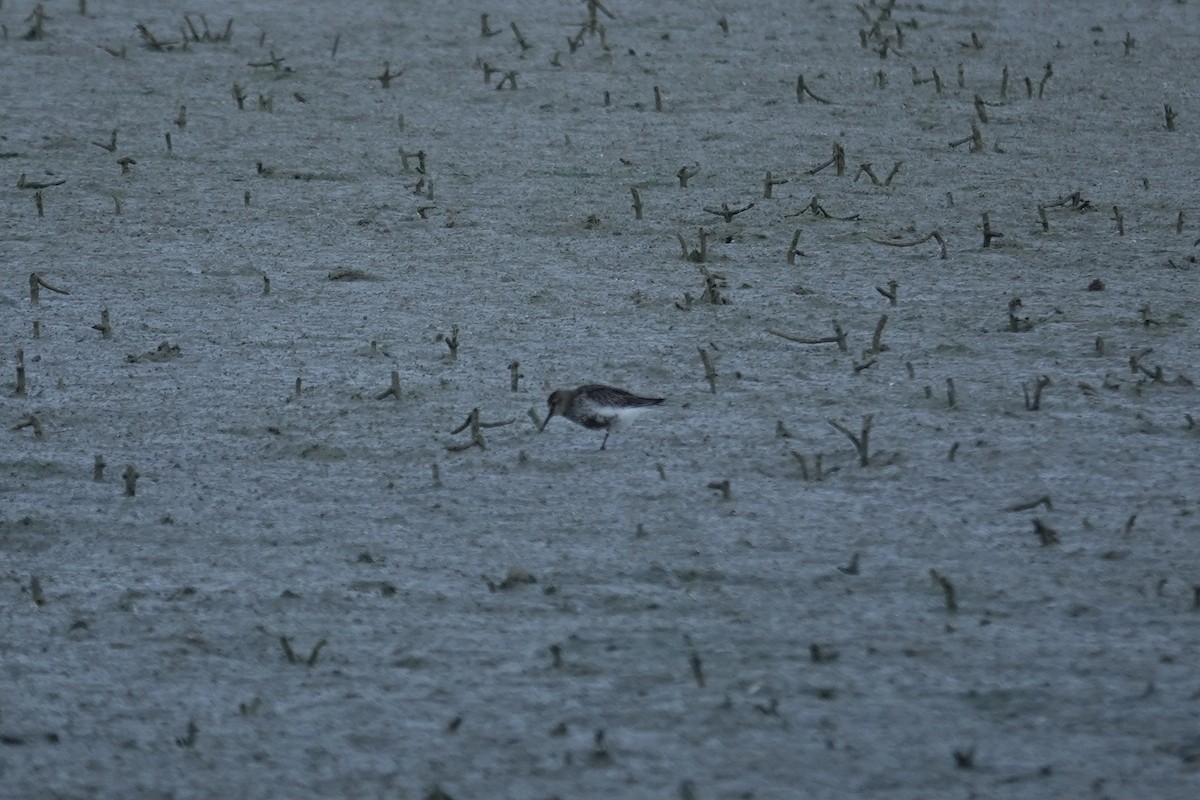 Хар элсэг - ML643370857