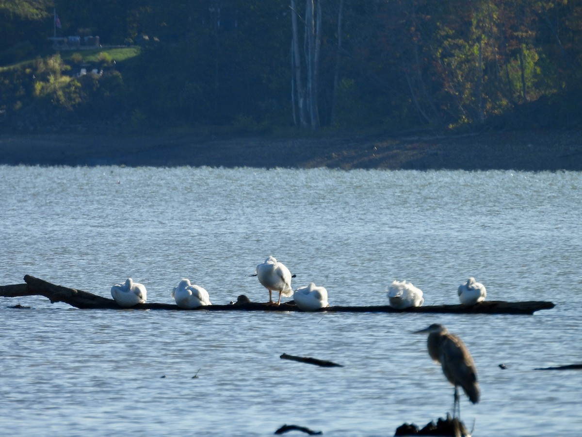 American White Pelican - ML643370861