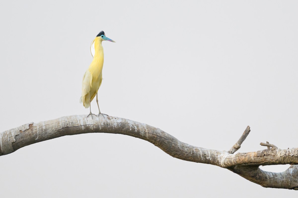 Capped Heron - ML643370867