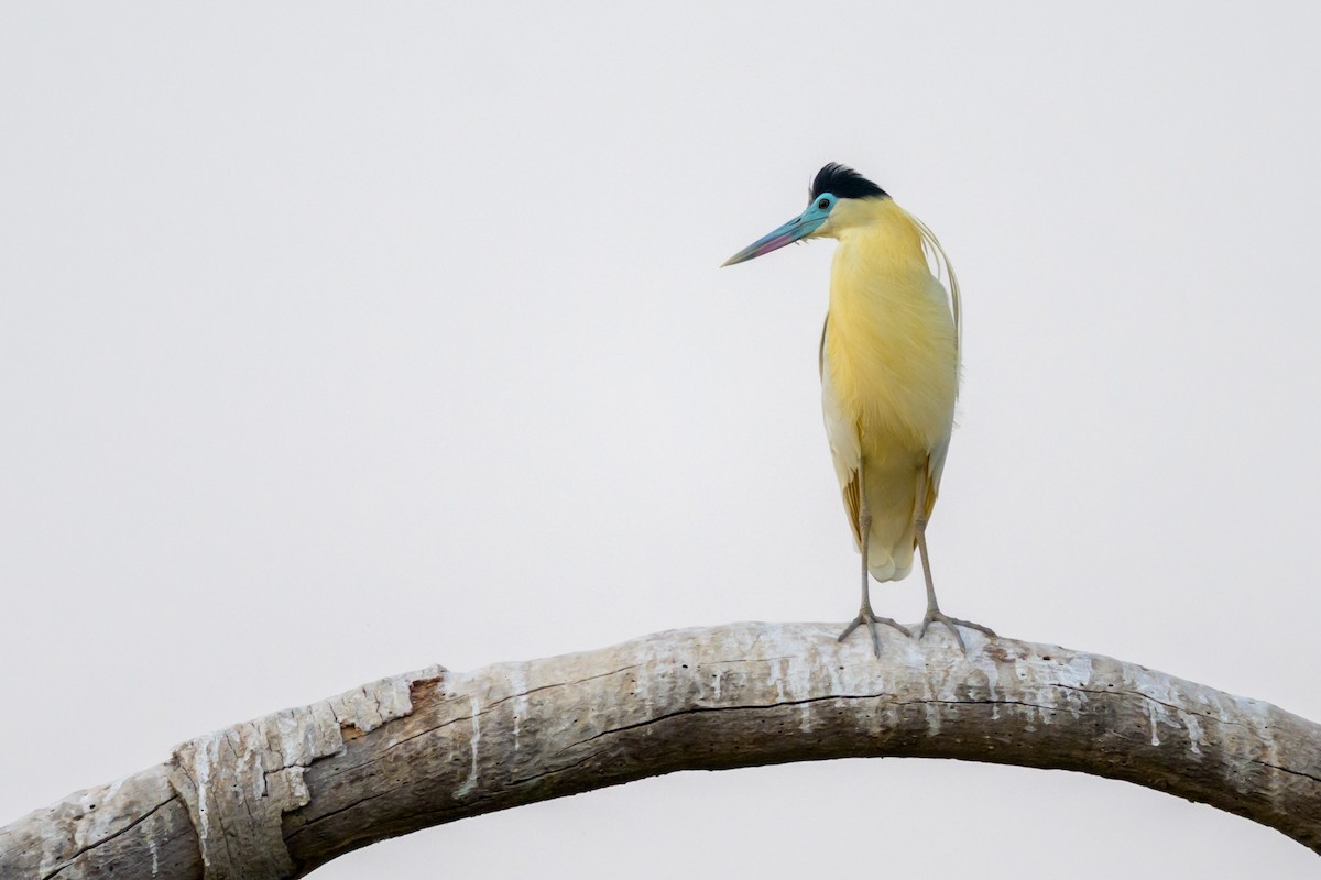 Capped Heron - ML643370868