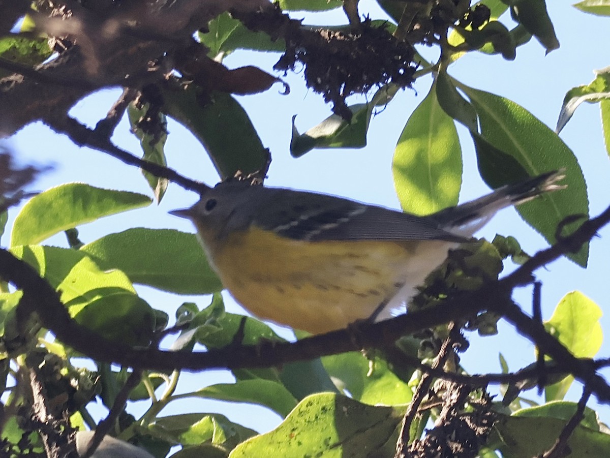 Magnolia Warbler - ML643370879