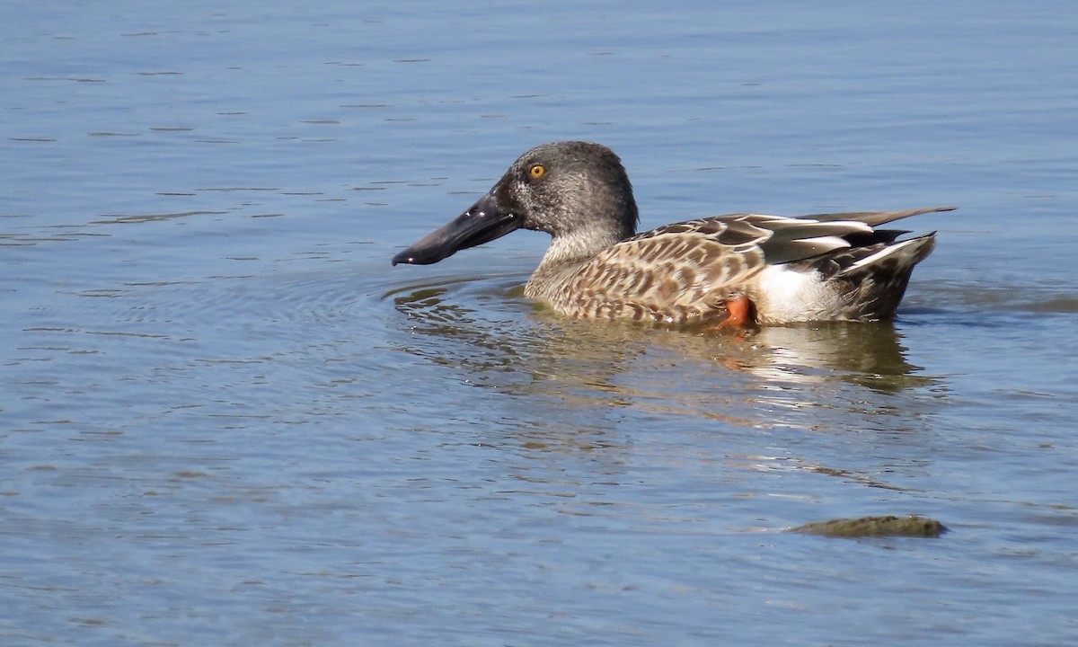 Northern Shoveler - ML643370902