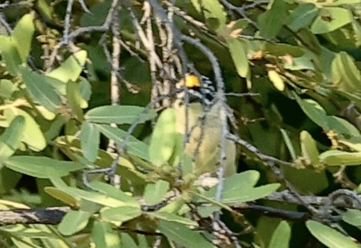 Sarı Alınlı Cüce Barbet - ML643370906