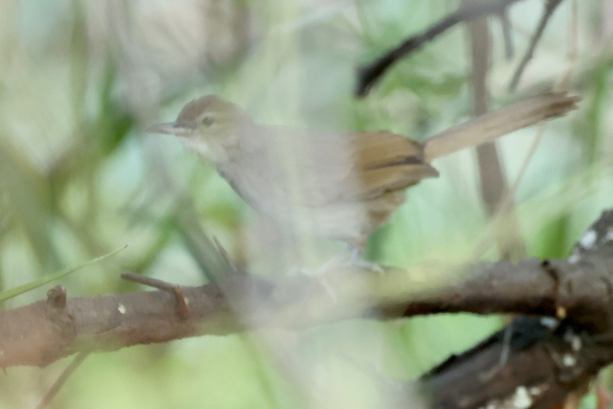 Terrestrial Brownbul - ML643370919