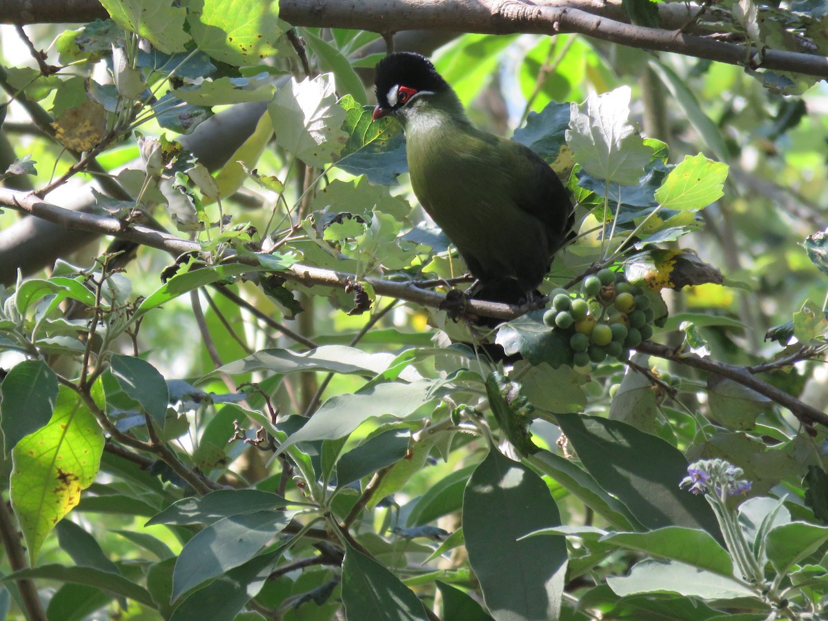 Hartlaub's Turaco - ML643370920