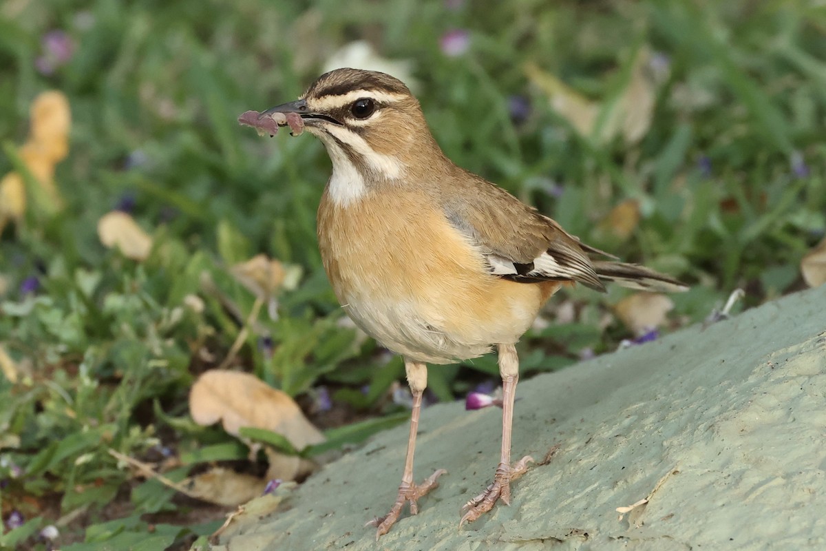 Bearded Scrub-Robin - ML643370926