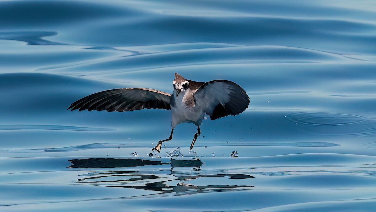 White-faced Storm-Petrel - ML643370933