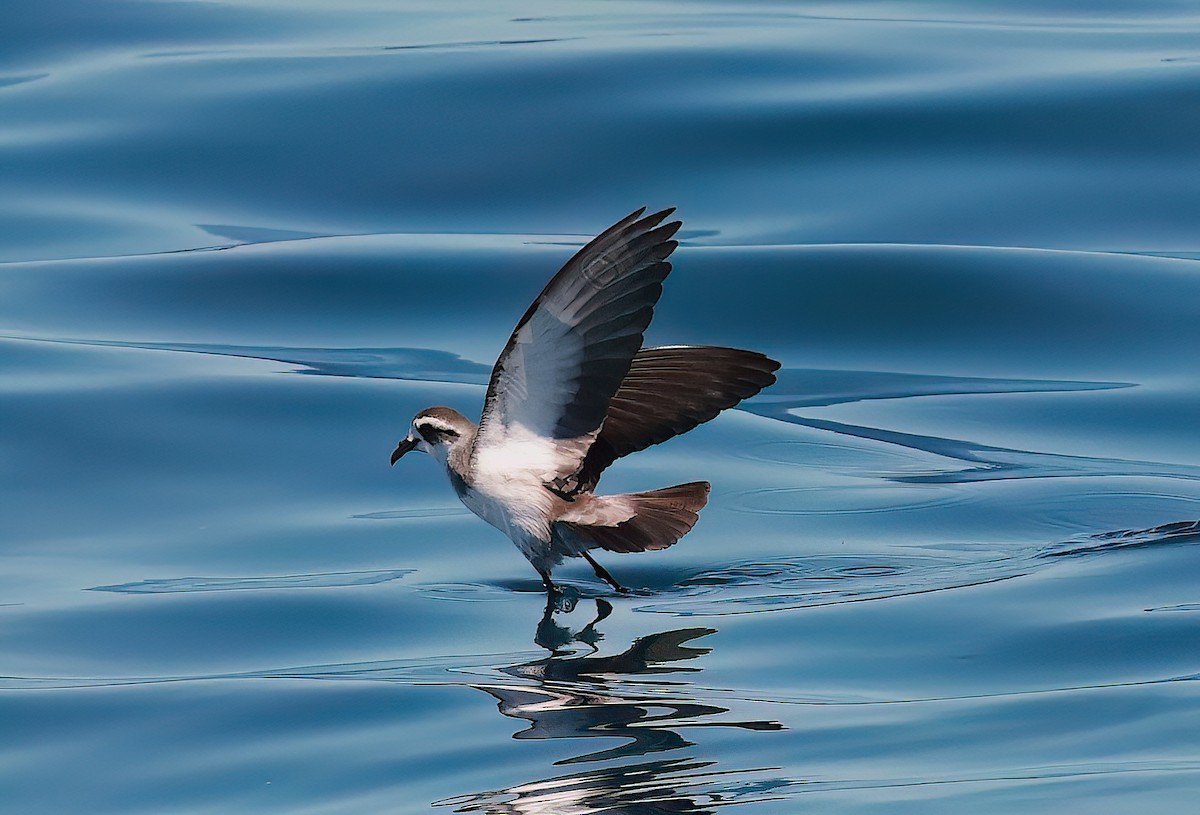 White-faced Storm-Petrel - ML643370934