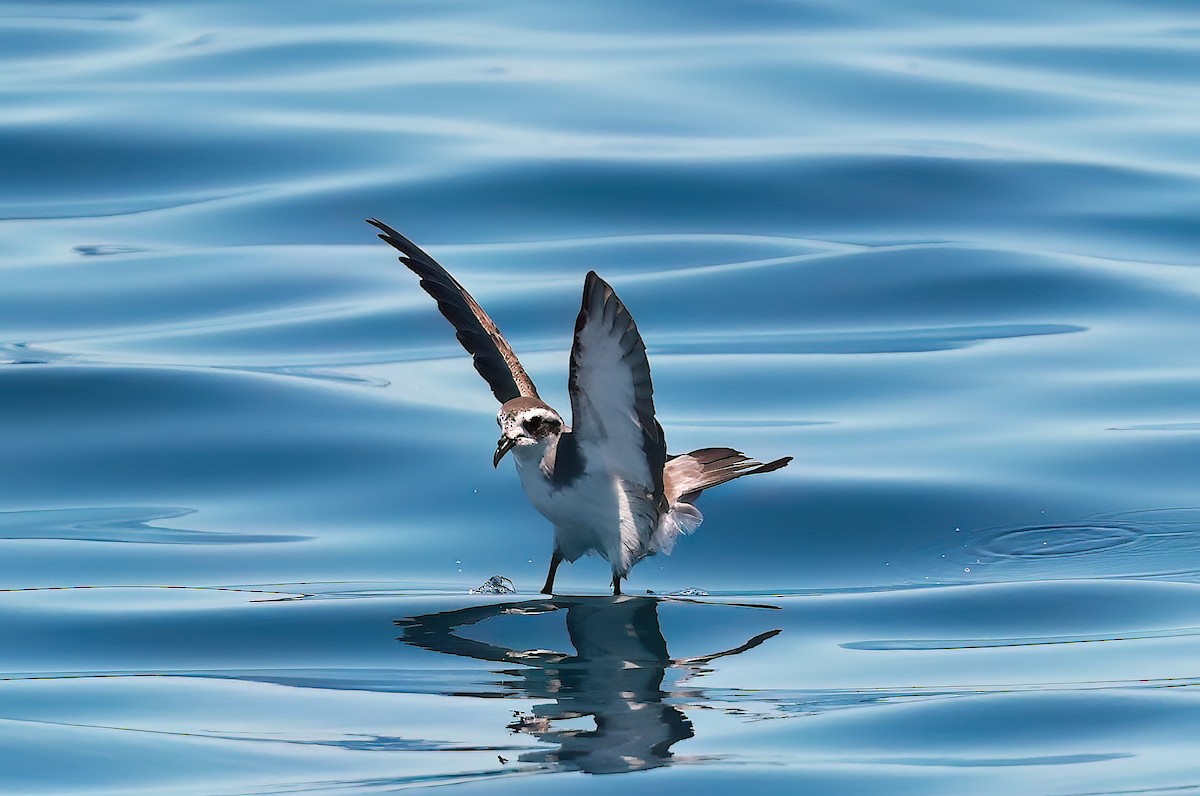 White-faced Storm-Petrel - ML643370935