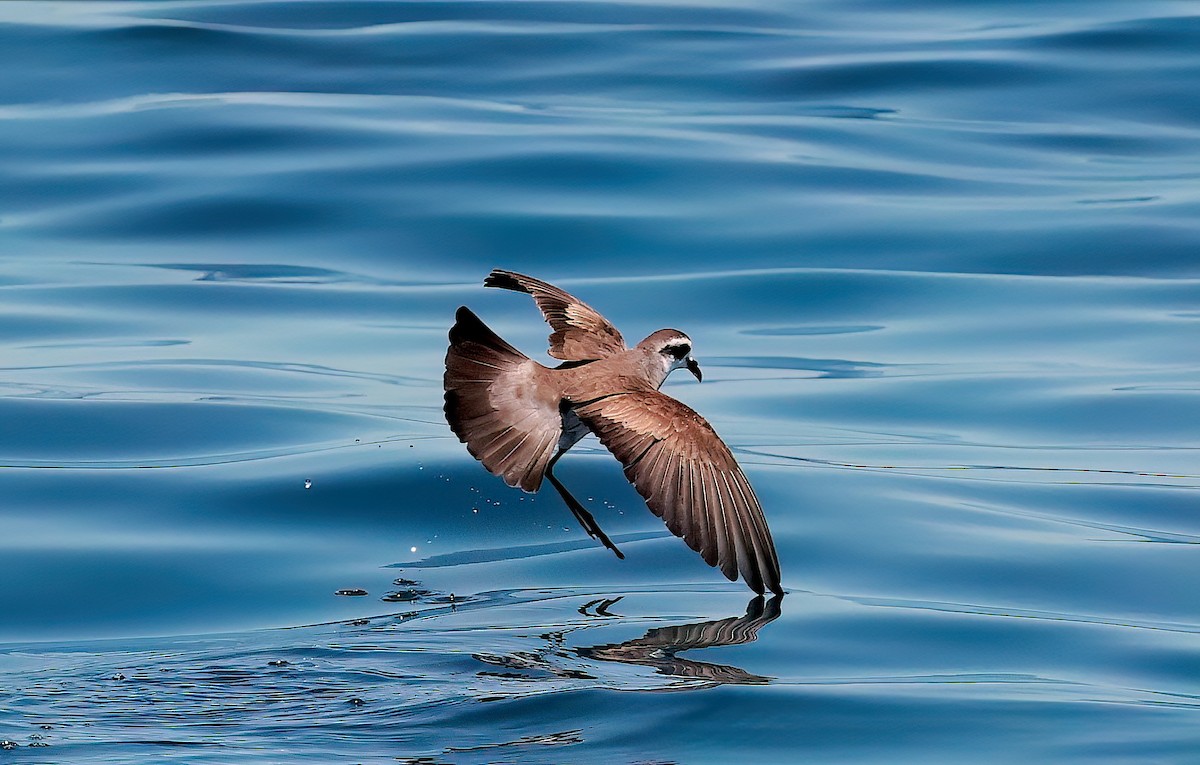 White-faced Storm-Petrel - ML643370936